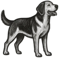 Gravura: cachorro, grupo 05