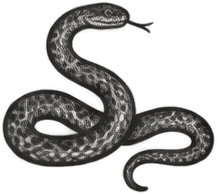 Gravura: cobra, grupo 09