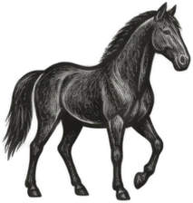 Gravura: cavalo, grupo 11