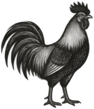 Gravura: galo, grupo 13