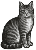 Gravura: gato, grupo 14