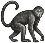 Gravura: macaco, grupo 17