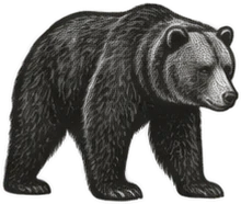 Gravura: urso, grupo 23